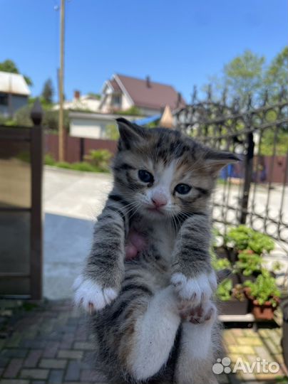 Кошечка в добрые руки