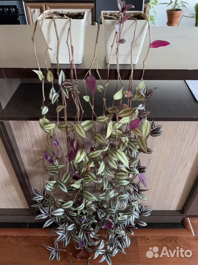 Цветок традесканция зебрина