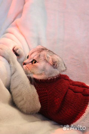 Свитер для собачек и кошек