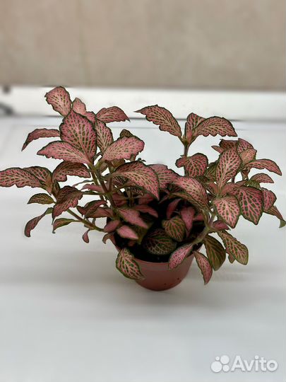 Фиттония комнатное растение