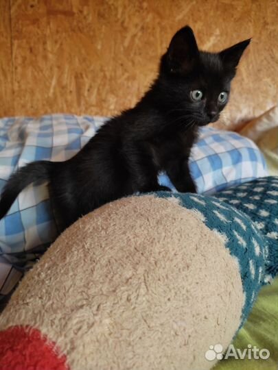 Черный котёнок ищет дом