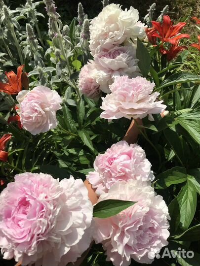 Пионы разные сорта