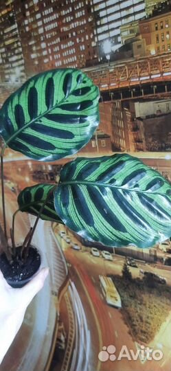 Калатея Макояна