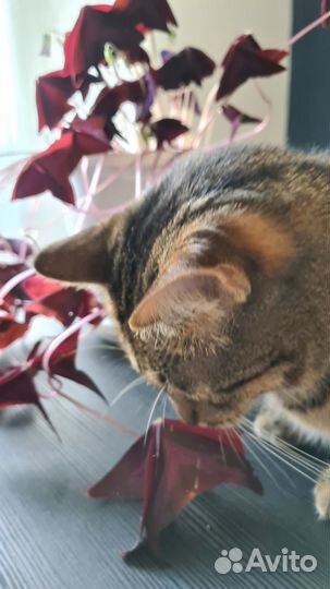 Оксалис / Кислица / Клевер счастья