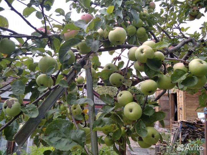 Саженцы плодовых растений