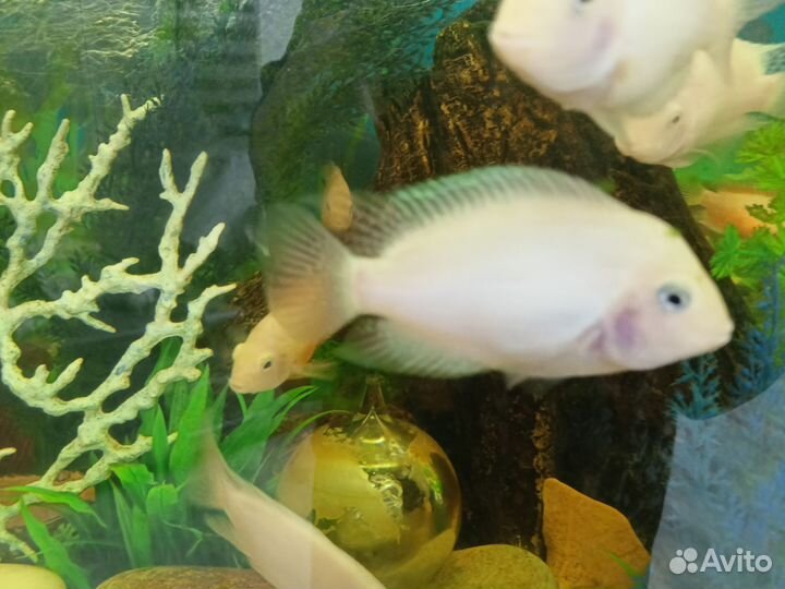 Аквариумные рыбки цихлиды