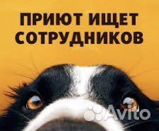 В приют для собак требуются сотрудники