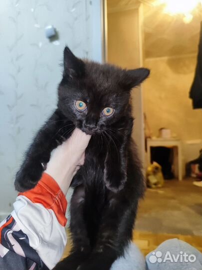 Кошка котенок черная