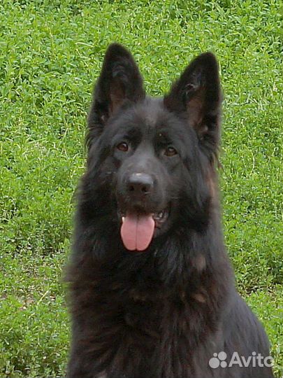 Подрощенная девочка немецкая овчарка дш