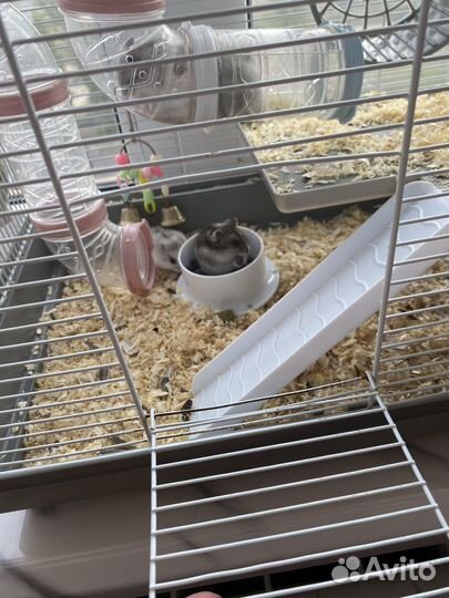 Джунгарский хомяки