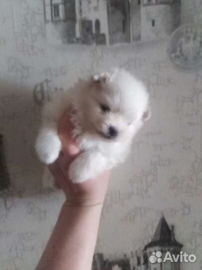 Шпицы разные. Доставка из Челябинска