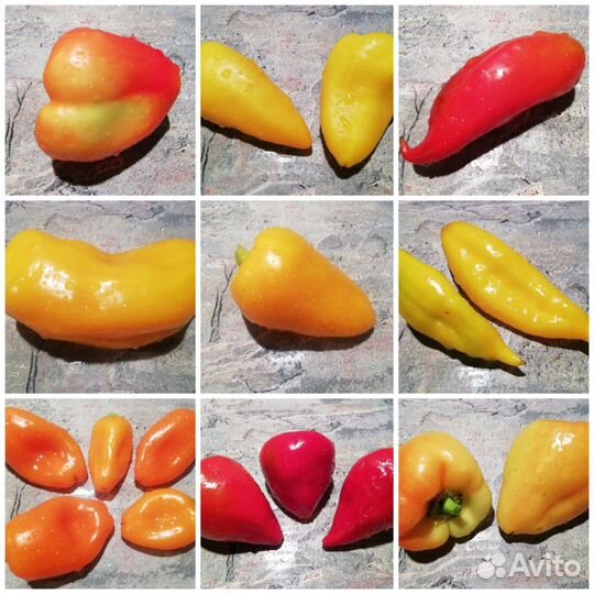 Семена сладких перцев (коллекция 70 сортов)