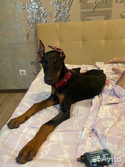 Собака доберман