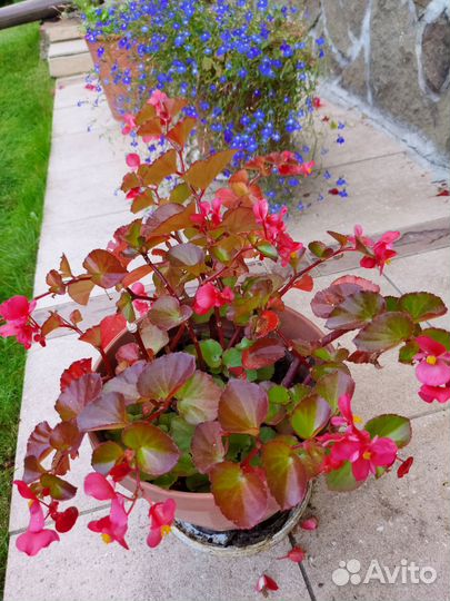 Пеларгония герань,бегония,лантана и др. растения