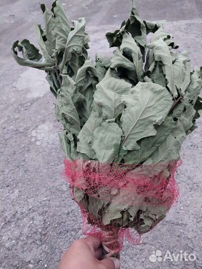 Веники дубовые