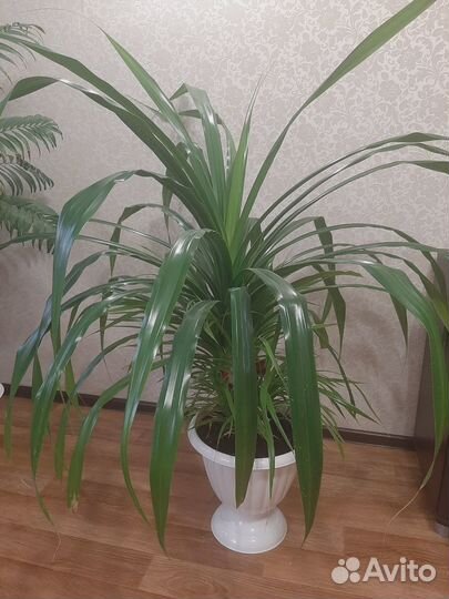 Продам цветок