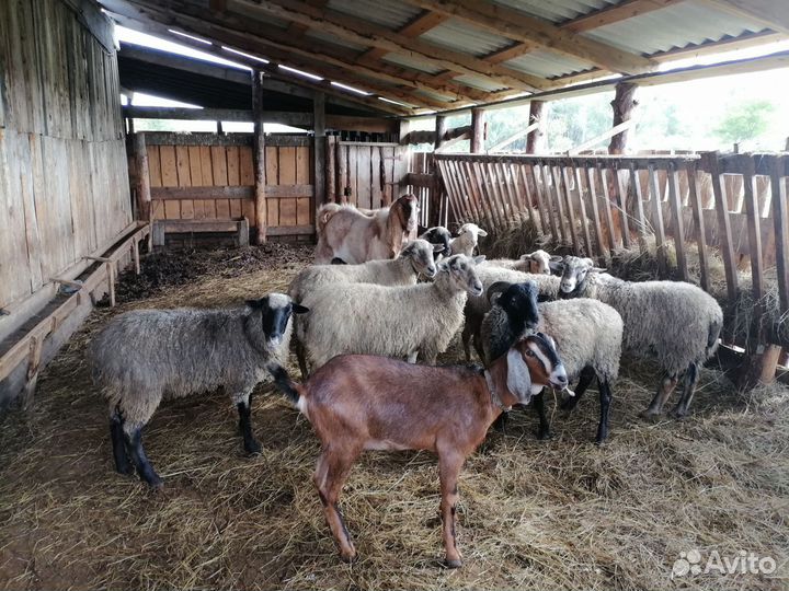 Коза, Бараны, Овцы