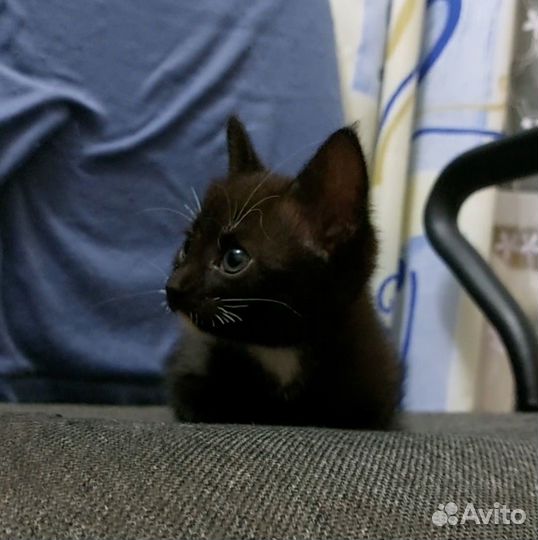 Котята ищут дом