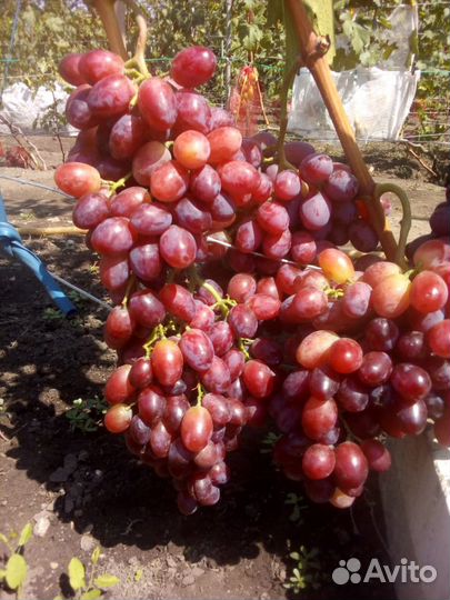 Саженцы И черенки винограда