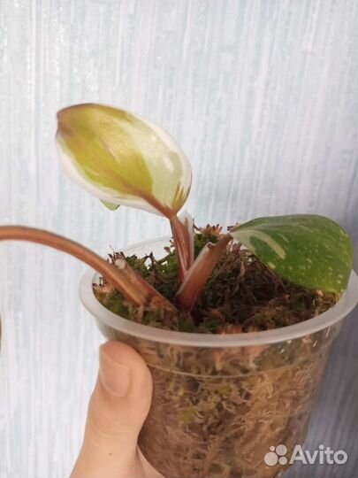 Филодендрон white knight триколор