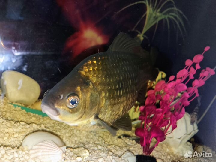 Рыба в большой аквариум