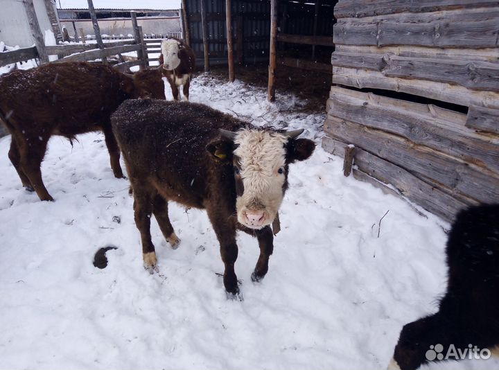 Быки живым весом