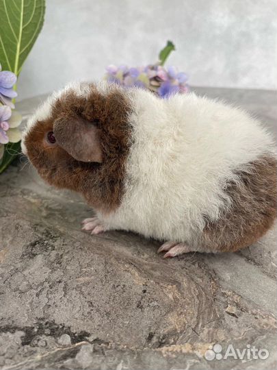 Морская свинка американский тедди