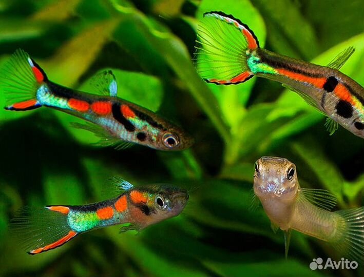 Аквариумные рыбки