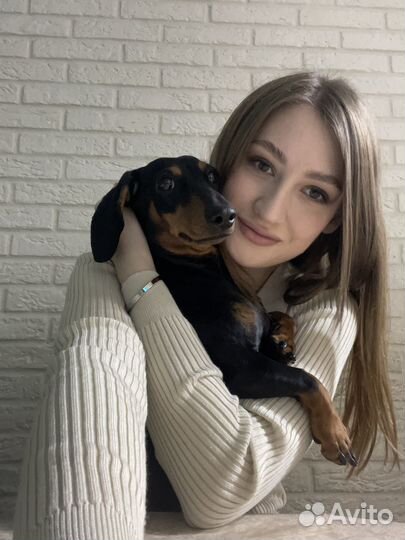 Передержка собак