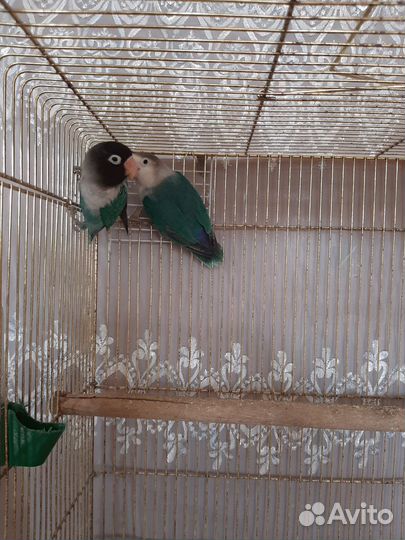 Попугай неразлучники