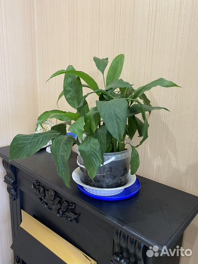 Комнатные растения