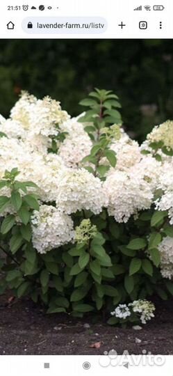 Гортензия метельчатая
