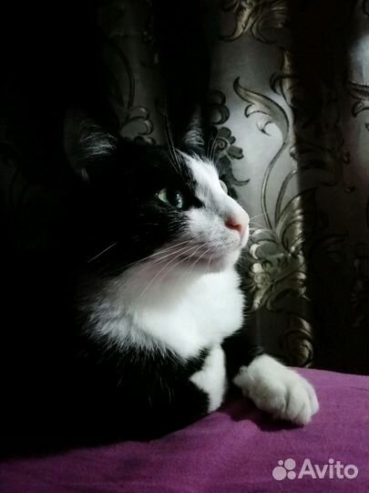 Передержка кошек, собак, птиц, грызунов Зооняня