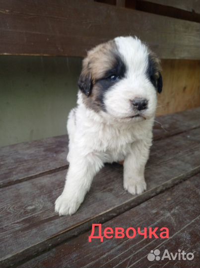 Московская сторожевая