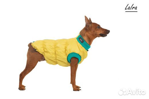 Одежда для собак