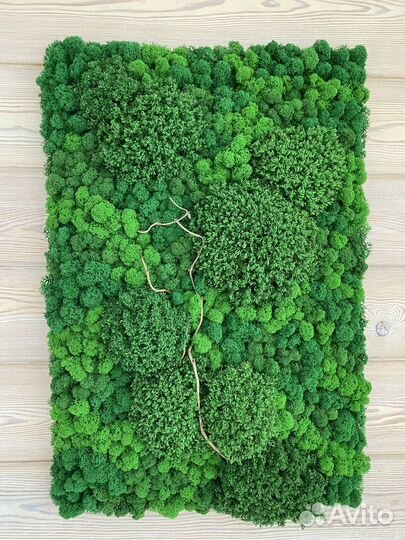 Панели из стабилизированного мха