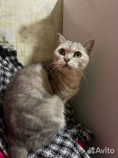 Британская мурлыка в дом