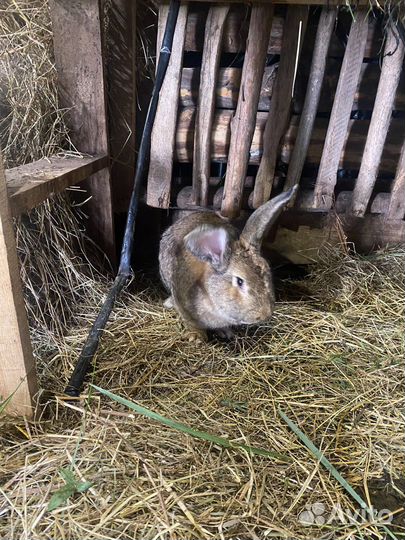 Кролики породы Фландр