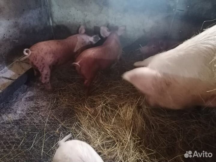 Поросяточки