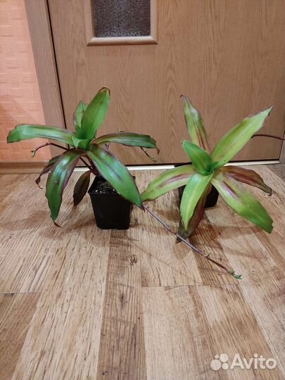 Фикус.Золотой Ус