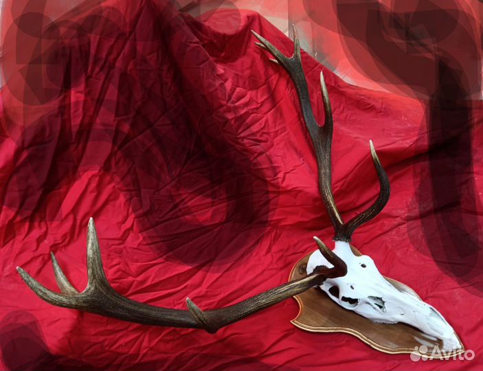 Череп с рогами оленя