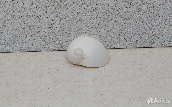 Белая лунная 4,4 морская ракушка раковина