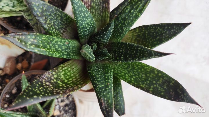 Каланхоэ тубифлора, алоэ сортовое