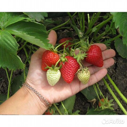 Клубника клери