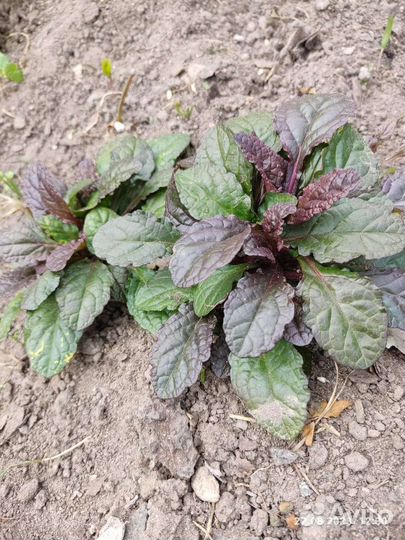 Дармера, бадан, аюга