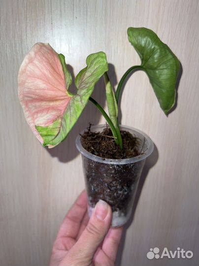 Сингониум Орм Тонг вар, Клубничный лед, Gray Ghost