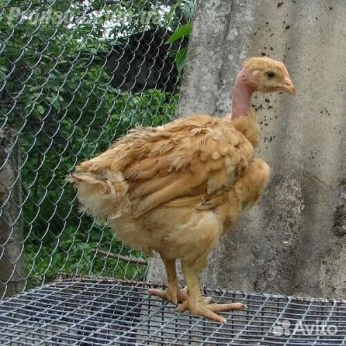 Бройлерные индокуры цветные голошейки