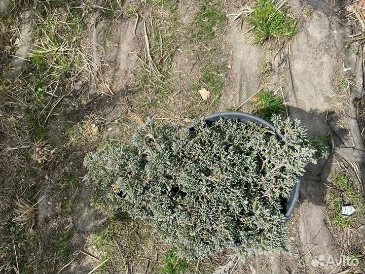 Можжевельник горизонтальный Айс Блю