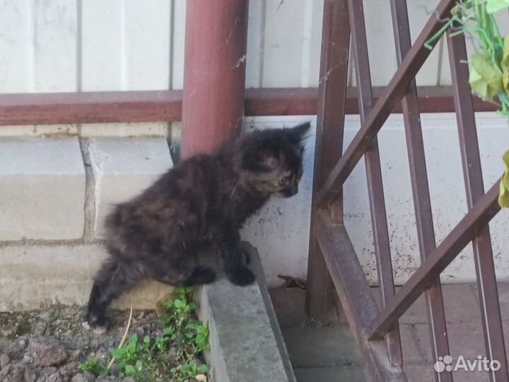 Курильский бобтейл