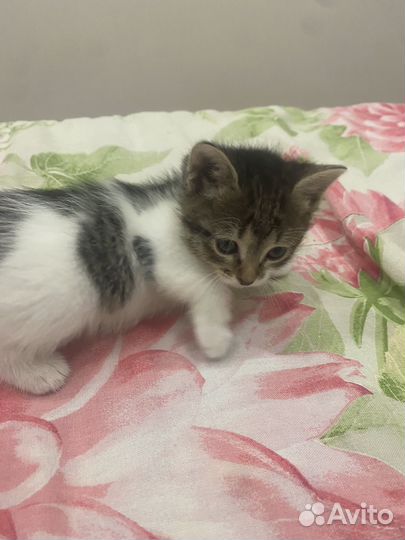 Котенок девочка